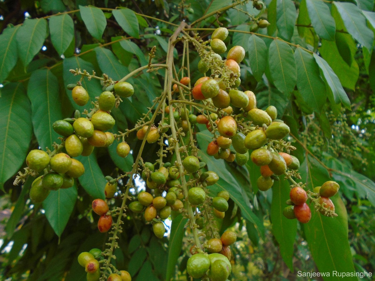 Lepisanthes rubiginosa (Roxb.) Leenh.